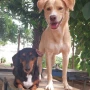 Foto 1:  Pet Hotel do Conde