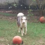 Foto 1:  Pet Hotel do Conde