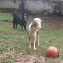 Foto 1:  Pet Hotel do Conde