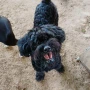 Foto 1:  Pet Hotel do Conde