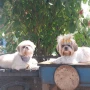 Foto 1:  Pet Hotel do Conde