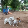 Foto 1:  Pet Hotel do Conde